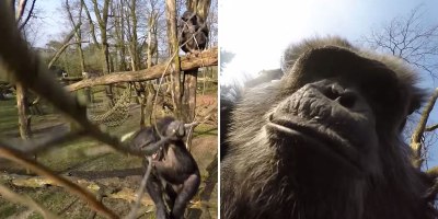 Chimp Uses Branch to Swat Down a Drone and then Takes a Selfie With It