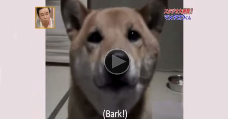 Watch This Dog Use His 'Indoor Voice' When Barking