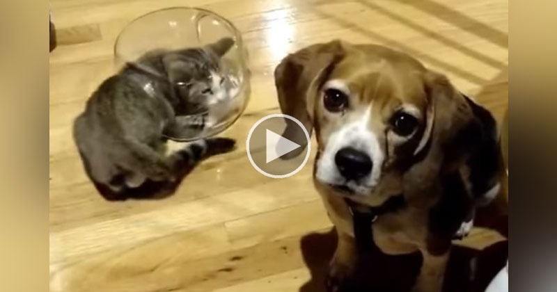 Dog Has No Idea What the Cat is Doing