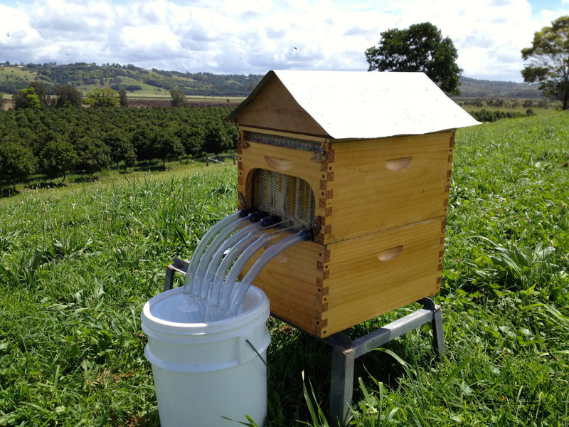 Revolutionary Beehive Invention Delivers Honey on Tap » TwistedSifter