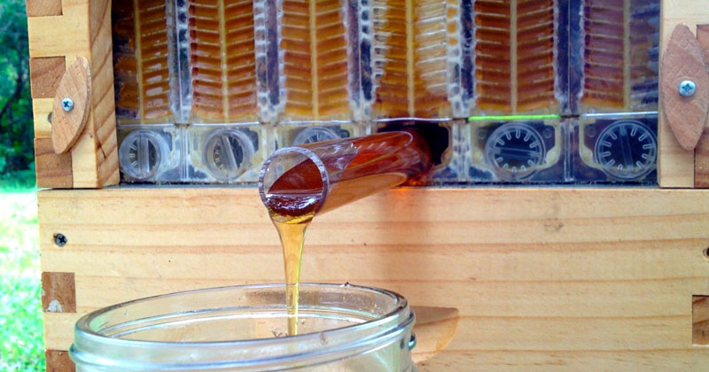 Revolutionary Beehive Invention Delivers Honey on Tap