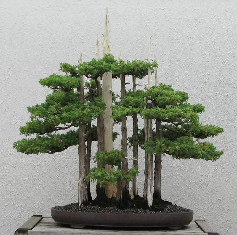 goshin by john naka bonsai forest for grandchildren (2)