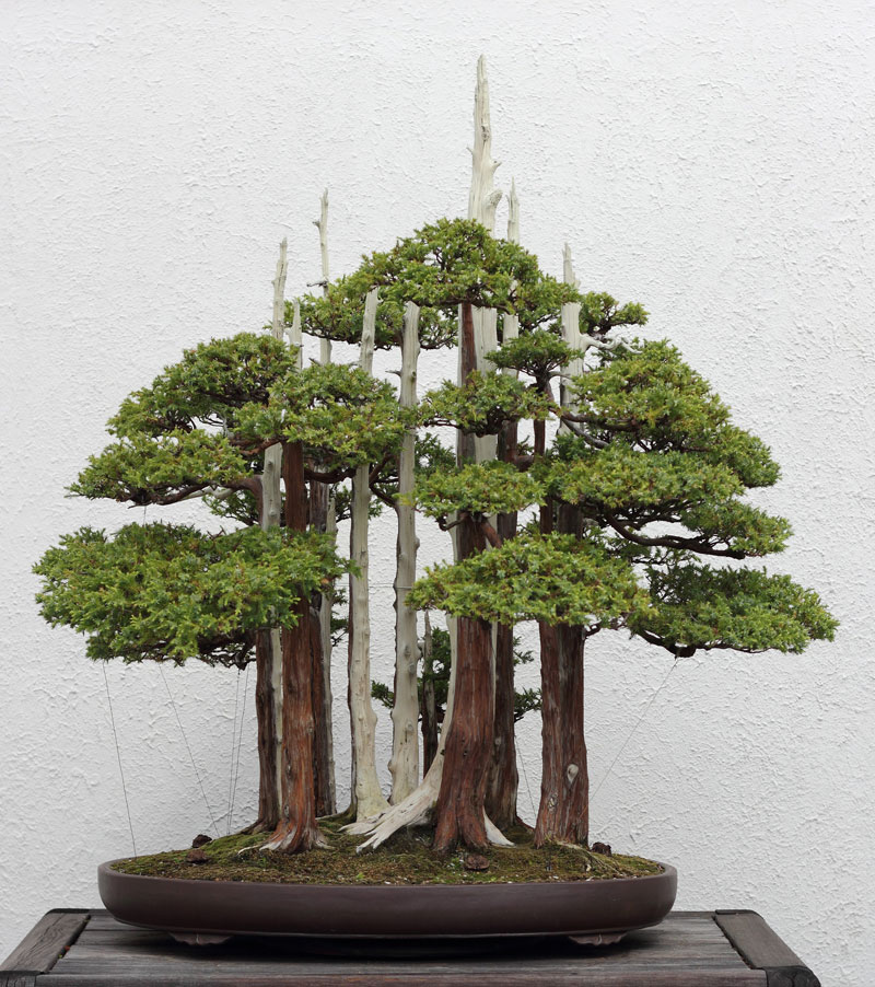 goshin by john naka bonsai forest for grandchildren (3)