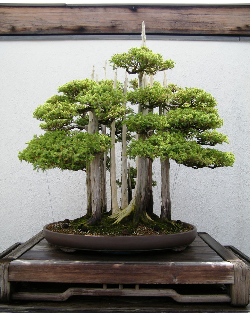 goshin by john naka bonsai forest for grandchildren (4)