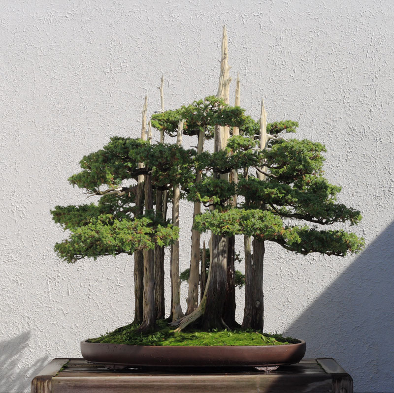 goshin by john naka bonsai forest for grandchildren (5)