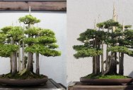 This Bonsai Master’s Greatest Work of Art is a Loving Tribute to his Grandkids