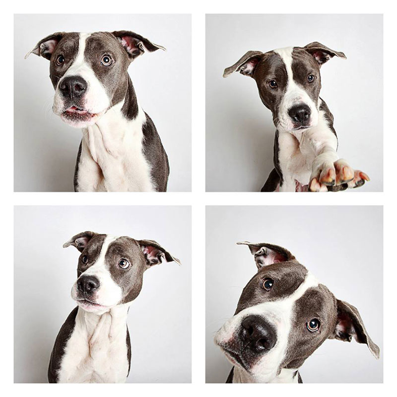 humane society of utah photo booth dog pics to increase adoption 1 Wally the Rabbit has the Best Ears Ever (10 Photos)