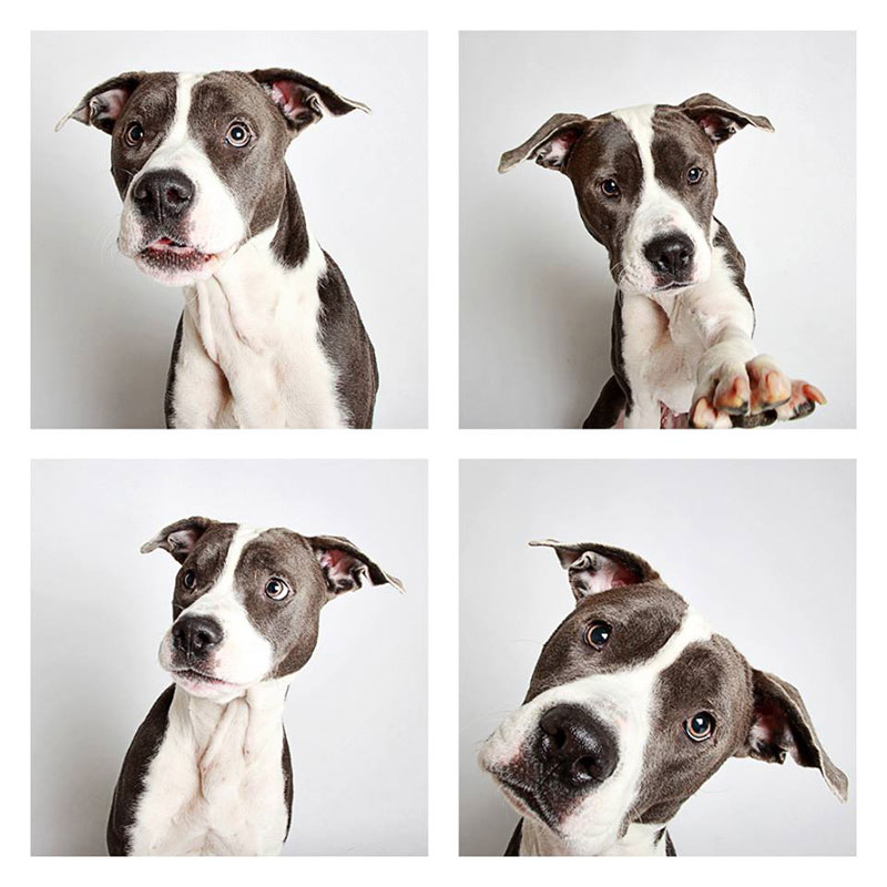 this-photographer-does-photo-booths-for-dogs-to-increase-adoption-and