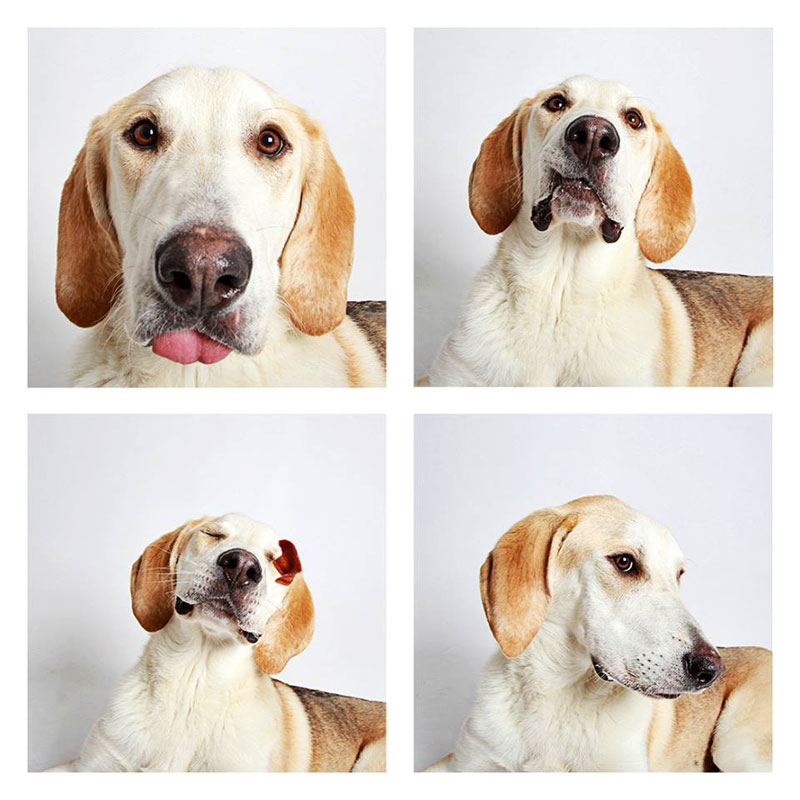 humane society of utah photo booth dog pics to increase adoption (15)