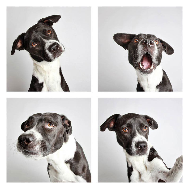 This Photographer Does Photo Booths for Dogs to Increase Adoption and ...