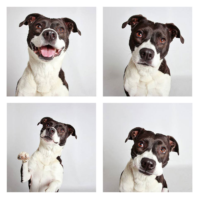 This Photographer Does Photo Booths for Dogs to Increase Adoption and ...