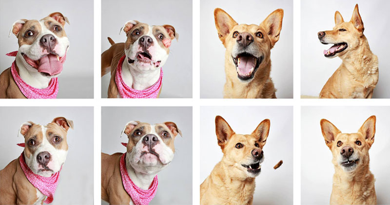 This Photographer Does Photo Booths for Dogs to Increase Adoption and It's Working