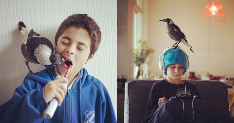 Abandoned Magpie Roams Free but Always Returns to Family that Rescued Her