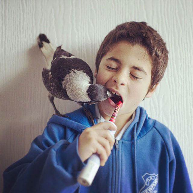 penguin the magpie on instagram by cameron bloom (9)