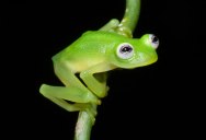 Picture of the Day: Real-Life Kermit the Frog Discovered