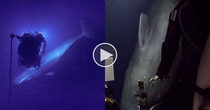ROV Encounters Sperm Whale 2000 ft Underwater During Livestream