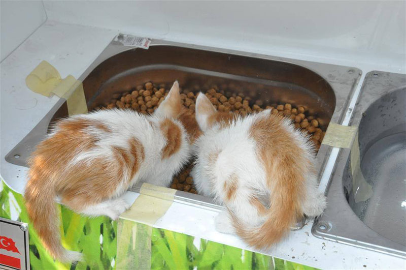 Vending Machine Feeds Stray Animals in Exchange for Recycled Bottles (1)