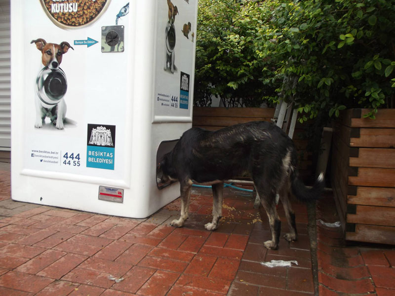This Machine Feeds Stray Animals in Exchange for Recycled Bottles »  TwistedSifter