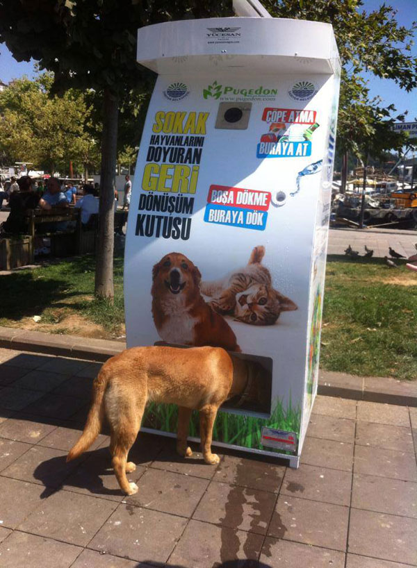 Vending Machine Feeds Stray Animals in Exchange for Recycled Bottles (8)
