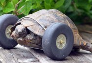 This 90 Year Old Tortoise Lost Her Front Legs So Her Owner Got Her a New Set of Wheels