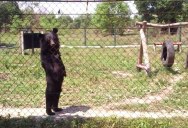 Bizarre Video Captures Bear Walking Like a Human