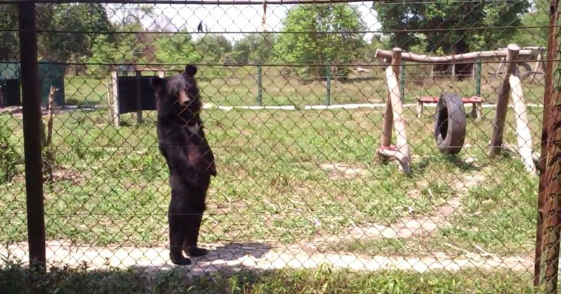 Bizarre Video Captures Bear Walking Like a Human