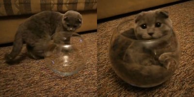 This Cat is Determined to Sit in This Fishbowl