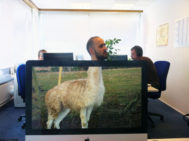 Coworkers-Add-their-Heads-to-Animals-on-Desktop Backgrounds (7)