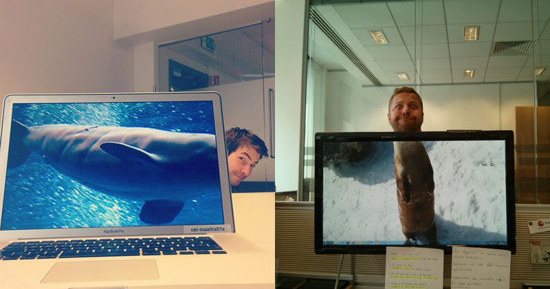 These Coworkers are Adding their Heads to Animals on Each Other's Desktop Backgrounds