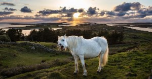 derpy horse derpy horse