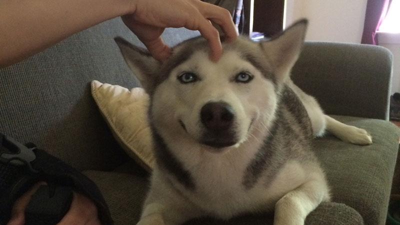 dog loves head rubs The Shirk Report   Volume 316