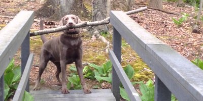 This Dog Just Found the Best Stick in the Forest. Now He Needs to Cross this Narrow Bridge