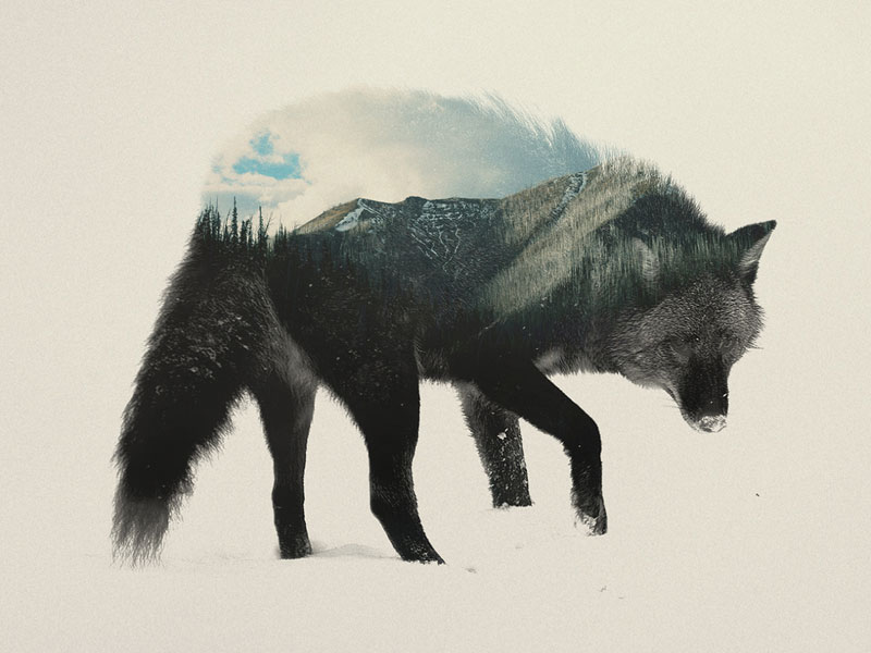 double exposure animal portraits by andreas lie (5)