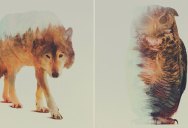 Double Exposure Portraits of Animals Reflecting Their Habitat