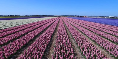 This Drone Tour of Dutch Flower Fields is Simply Breathtaking