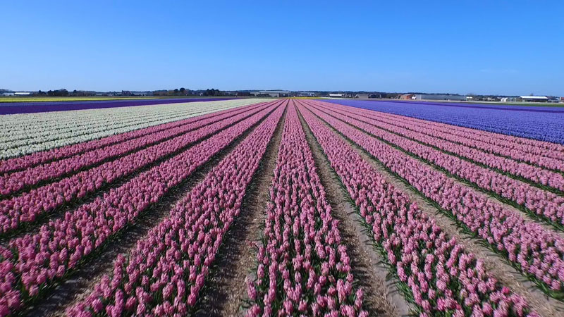 This Drone Tour of Dutch Flower Fields is Simply Breathtaking