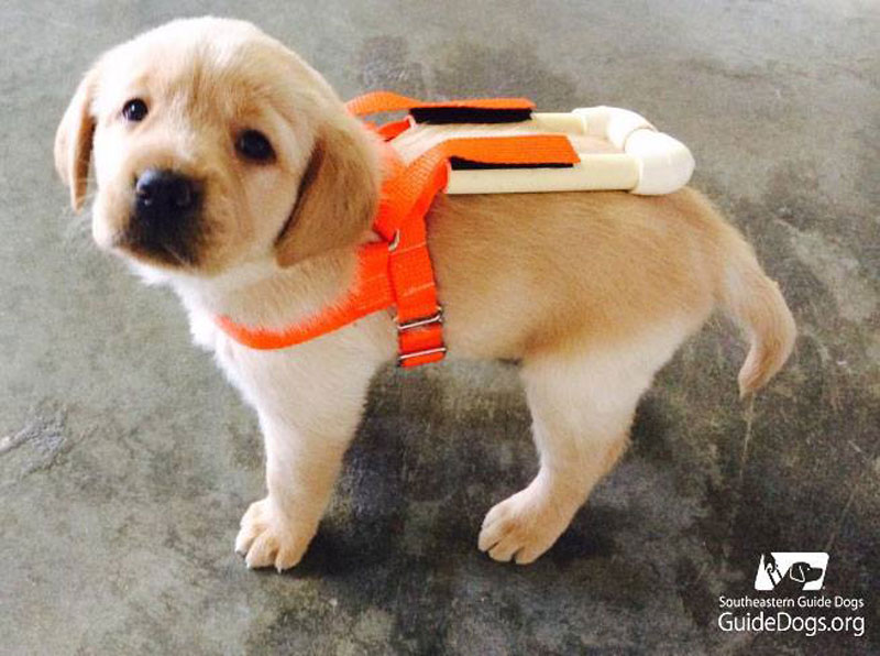 guide dog pup in training with tiny harness (1)