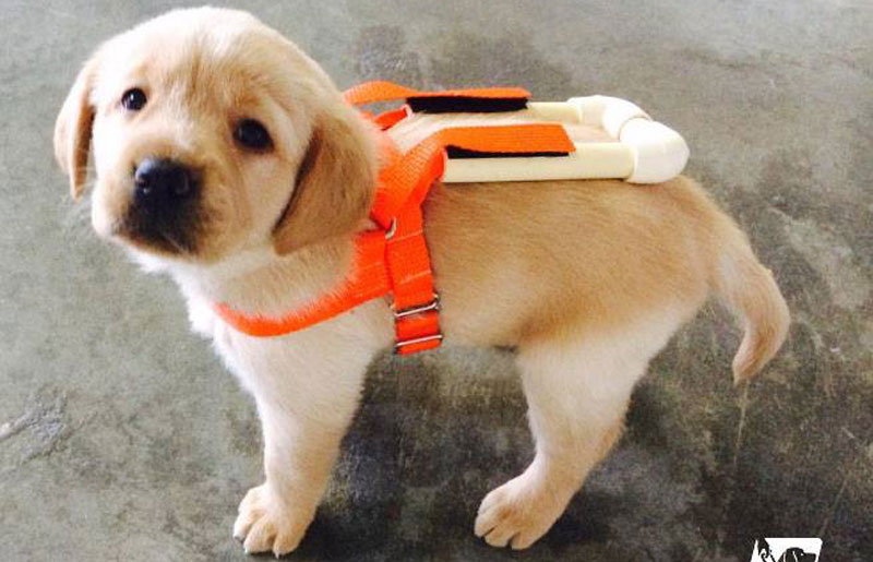 Picture of the Day: Guide Dog Pup in Training