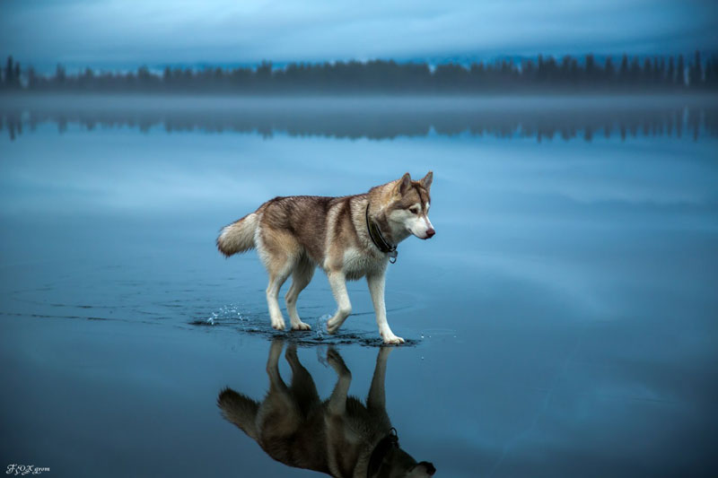 husky walks on water after heavy rainfall covers frozen lake fox grom 7 Mystical Night Photography from Finland by Mikko Lagerstedt
