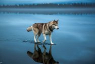 Husky Walks on Water After Heavy Rainfall Covers This Frozen Lake (10 Photos)