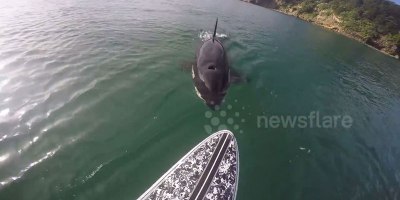 Watch a Killer Whale Swim Right Underneath this Paddleboarder