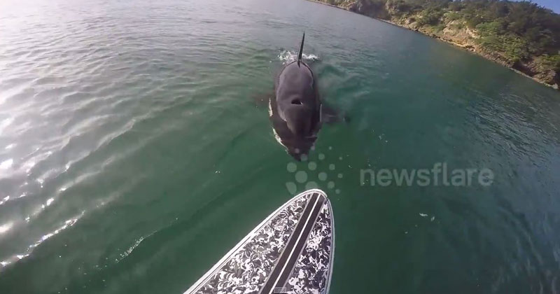 Watch a Killer Whale Swim Right Underneath this Paddleboarder