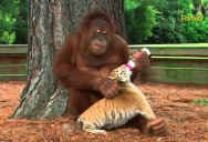 Orangutan Becomes Surrogate Parent to Several Tiger Cubs