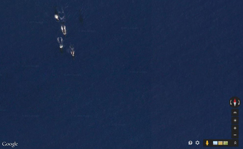pod of whales google maps Picture of the Day: Pod of Whales on Google Maps