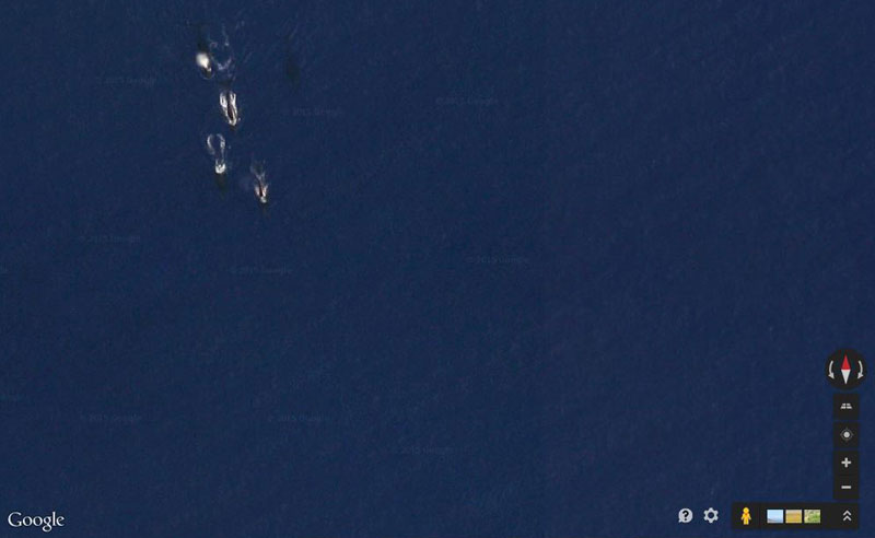 Picture of the Day: Pod of Whales on Google Maps » TwistedSifter