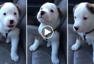 Just a Puppy Barking at His Own Hiccups