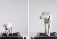Doggy Treadmill Timelapse