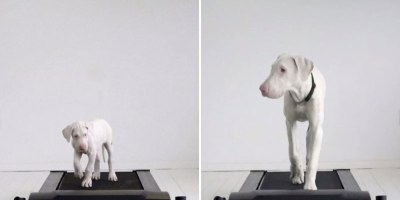 Doggy Treadmill Timelapse