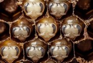 The First 21 Days of a Bee’s Life Condensed Into 60 Seconds
