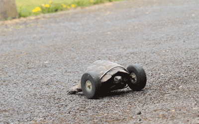 This 90 Year Old Tortoise Lost Her Front Legs, So Her Owners Gave Her a New Set of Wheels (1)